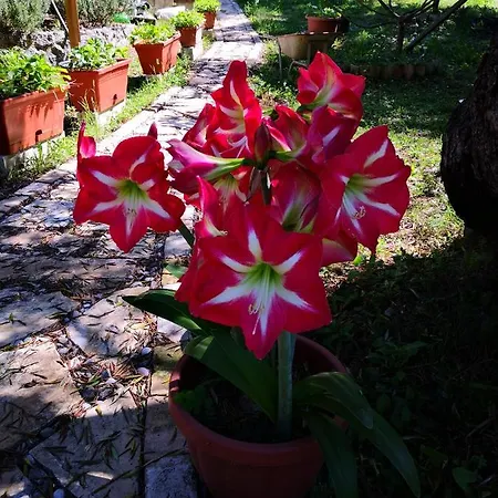 Magia Vila *